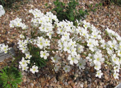 Saxifraga 'Tumbling Waters' 